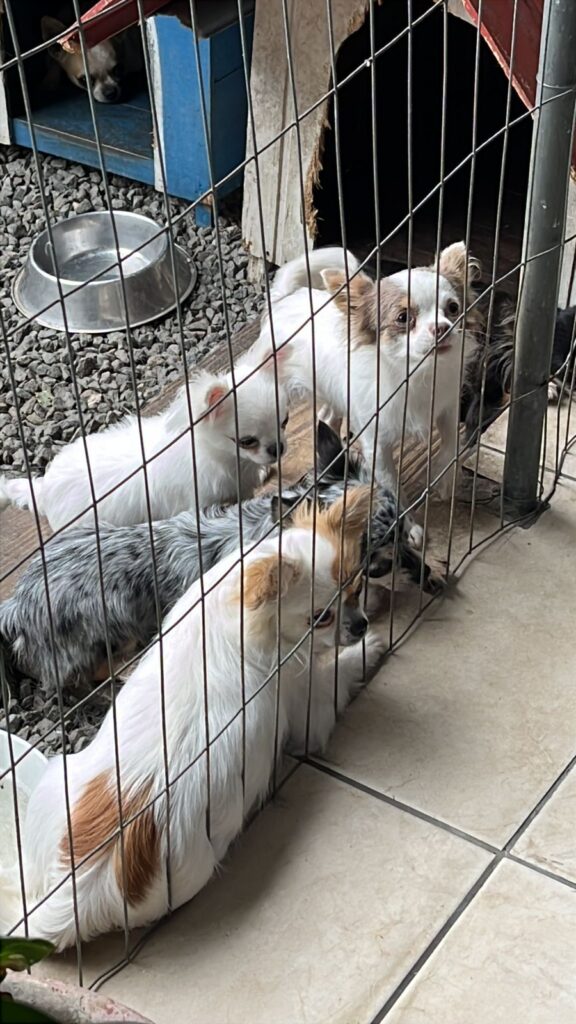 Proprietário de canil clandestino em Blumenau é preso em flagrante por crime de maus-tratos aos animais