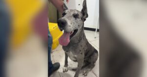 Tutor é investigado por abusar da própria cadela em Navegantes