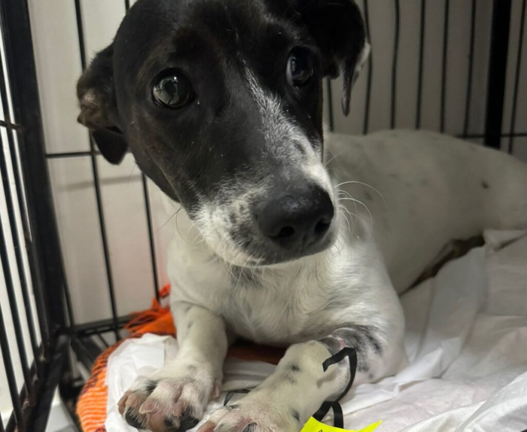 Castrações gratuitas de cães e gatos começam domingo no Bairro São Judas Tadeu