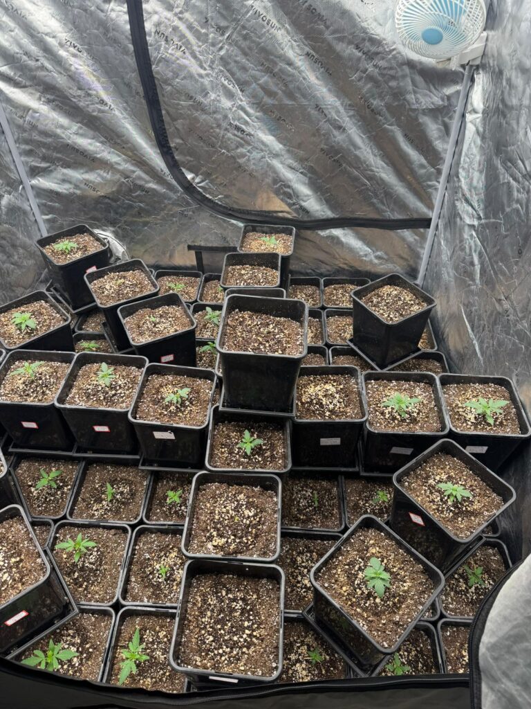 67 pés de maconha são encontrados em apartamento no centro de BC