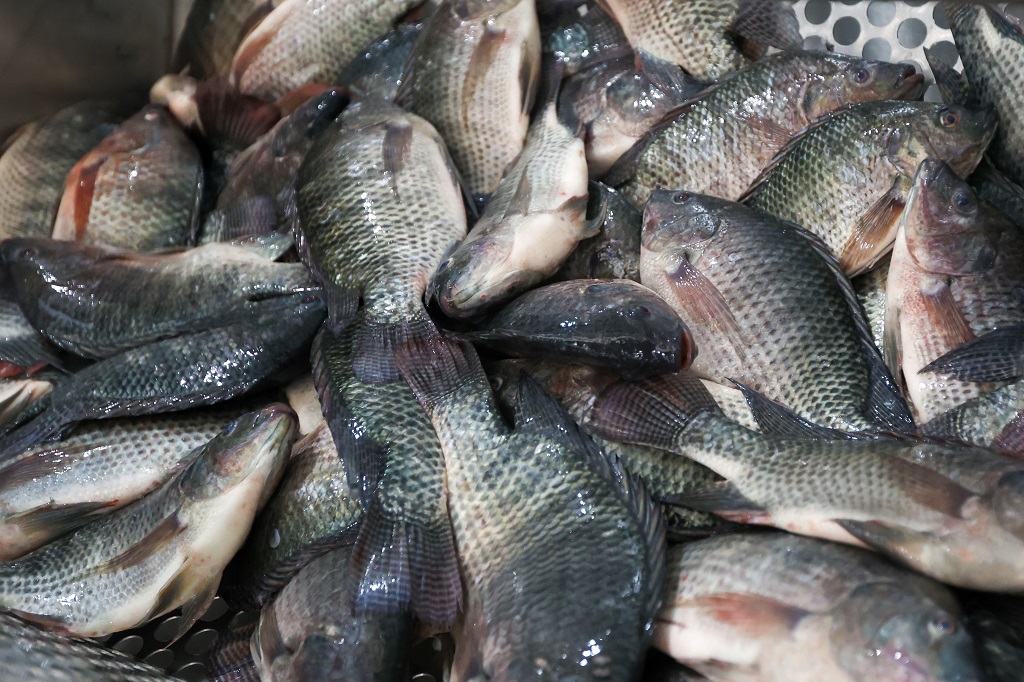 SC proíbe entrada e comercialização de tilápia do Vietnã