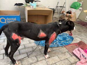 Preso  em flagrante homem que arrastou cão por um quilômetro em Blumenau