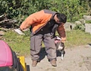 Pitbull que estava sozinho após morte de tutores em acidente é resgatado