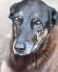 Polícia Civil cumpre mandados em investigação de maus-tratos contra o cão Orelha