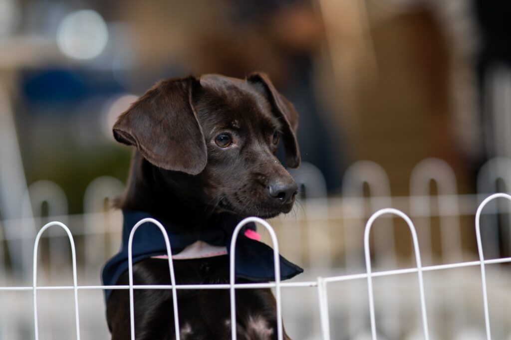Feira de adoção da ONG Defesa Animal acontece neste sábado no Balneário Shopping