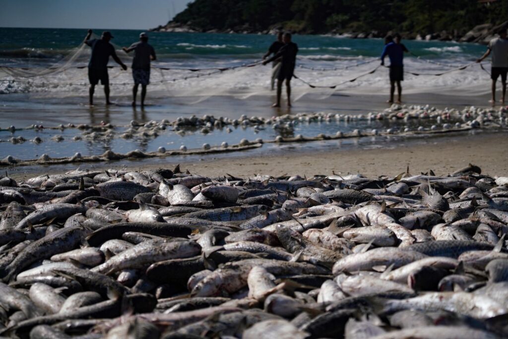Safra da tainha em Santa Catarina ultrapassa 200 toneladas capturadas