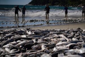 Safra da tainha em Santa Catarina ultrapassa 200 toneladas capturadas