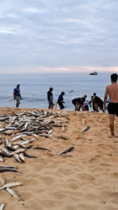 Praia de Laranjeiras e Praia de Taquaras registram lanços de tainha nesta segunda-feira