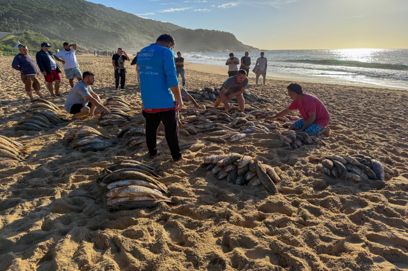 Pesca da tainha é retomada em Balneário Camboriú após liberação de cota extra