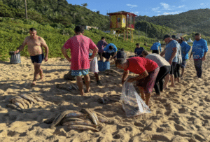 Prefeitura manifesta preocupação com encerramento da pesca de arrasto de praia da tainha