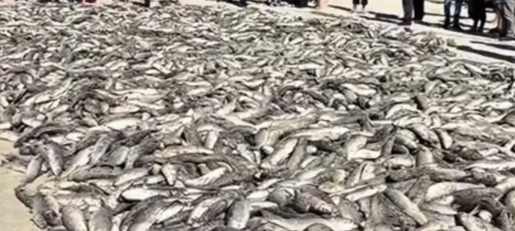 Após pressão popular Governo Federal amplia cota para captura de tainha na modalidade de arrasto de praia no litoral norte catarinense