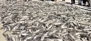 Após pressão popular Governo Federal amplia cota para captura de tainha na modalidade de arrasto de praia no litoral norte catarinense