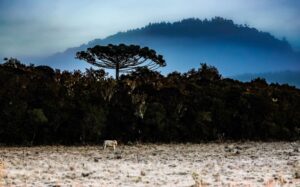 Inverno começa com onda de frio intenso em Santa Catarina
