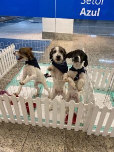Feira de adoção reúne cães e gatos em busca de um novo lar no Balneário Shopping